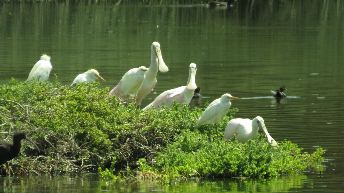 Roseate Spoonbill - ML72983581