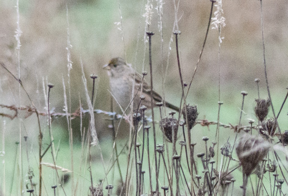 Golden-crowned Sparrow - ML72983631