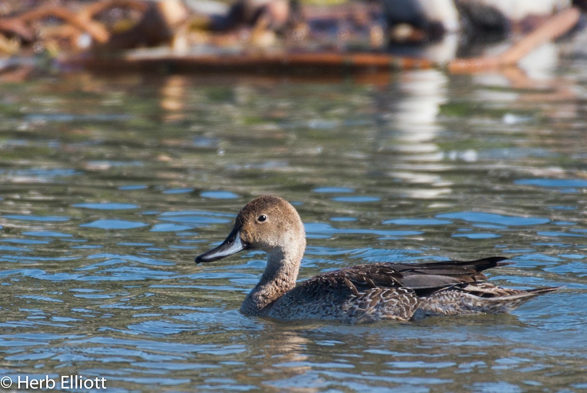 Canard pilet - ML72984641