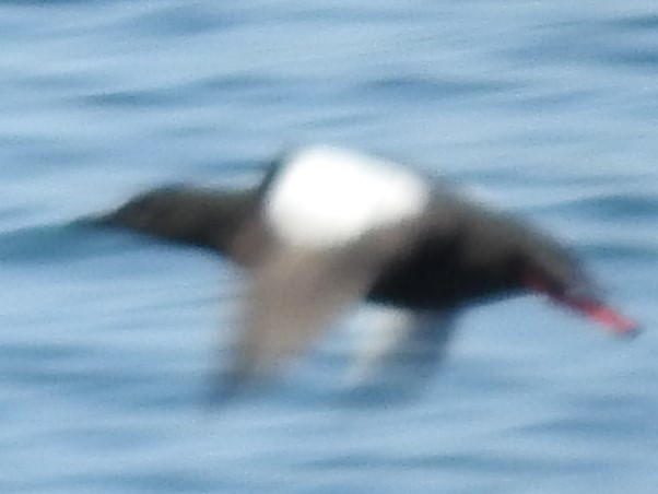 Black Guillemot - ML72984721