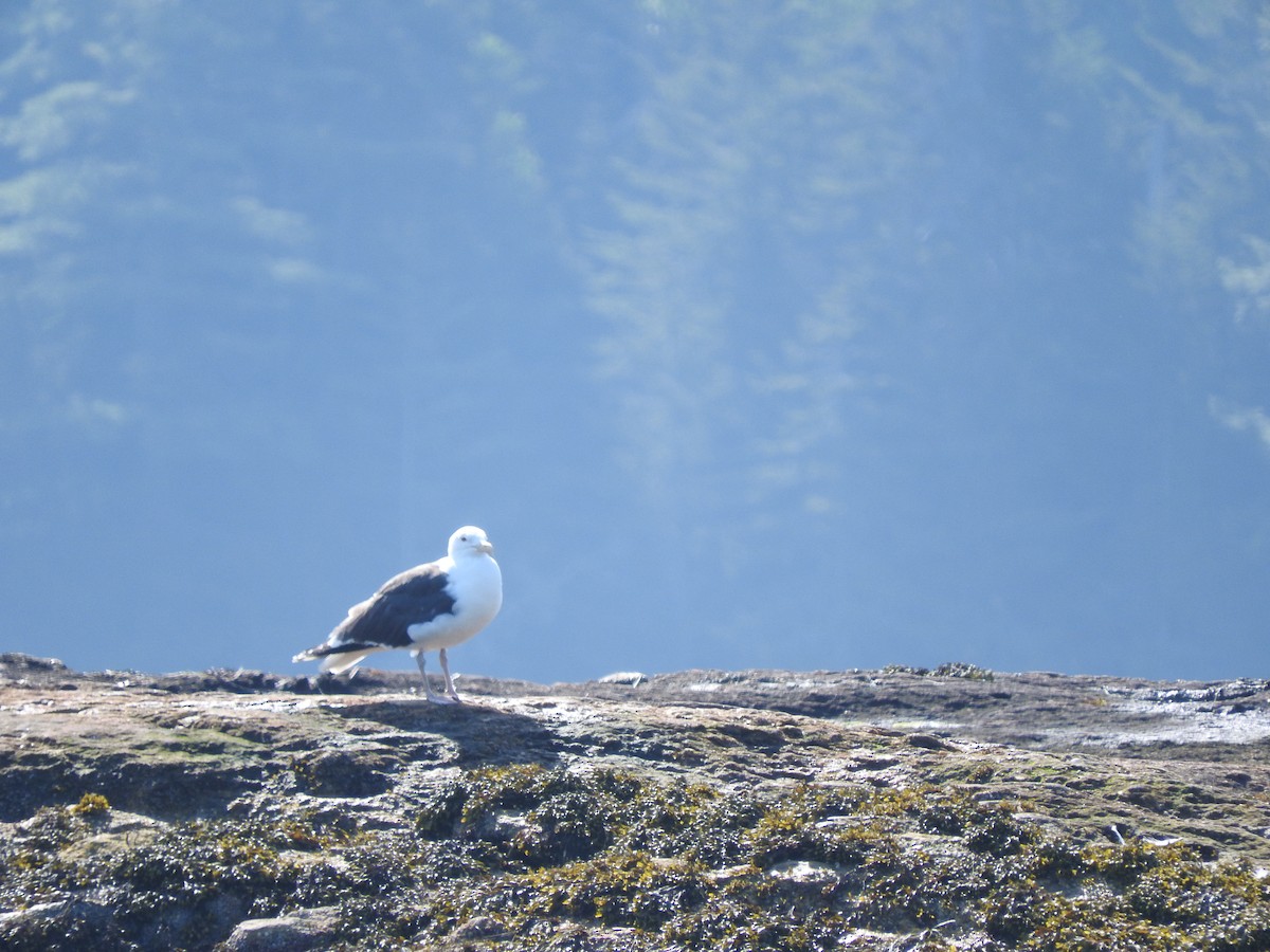 Great Black-backed Gull - ML72984821