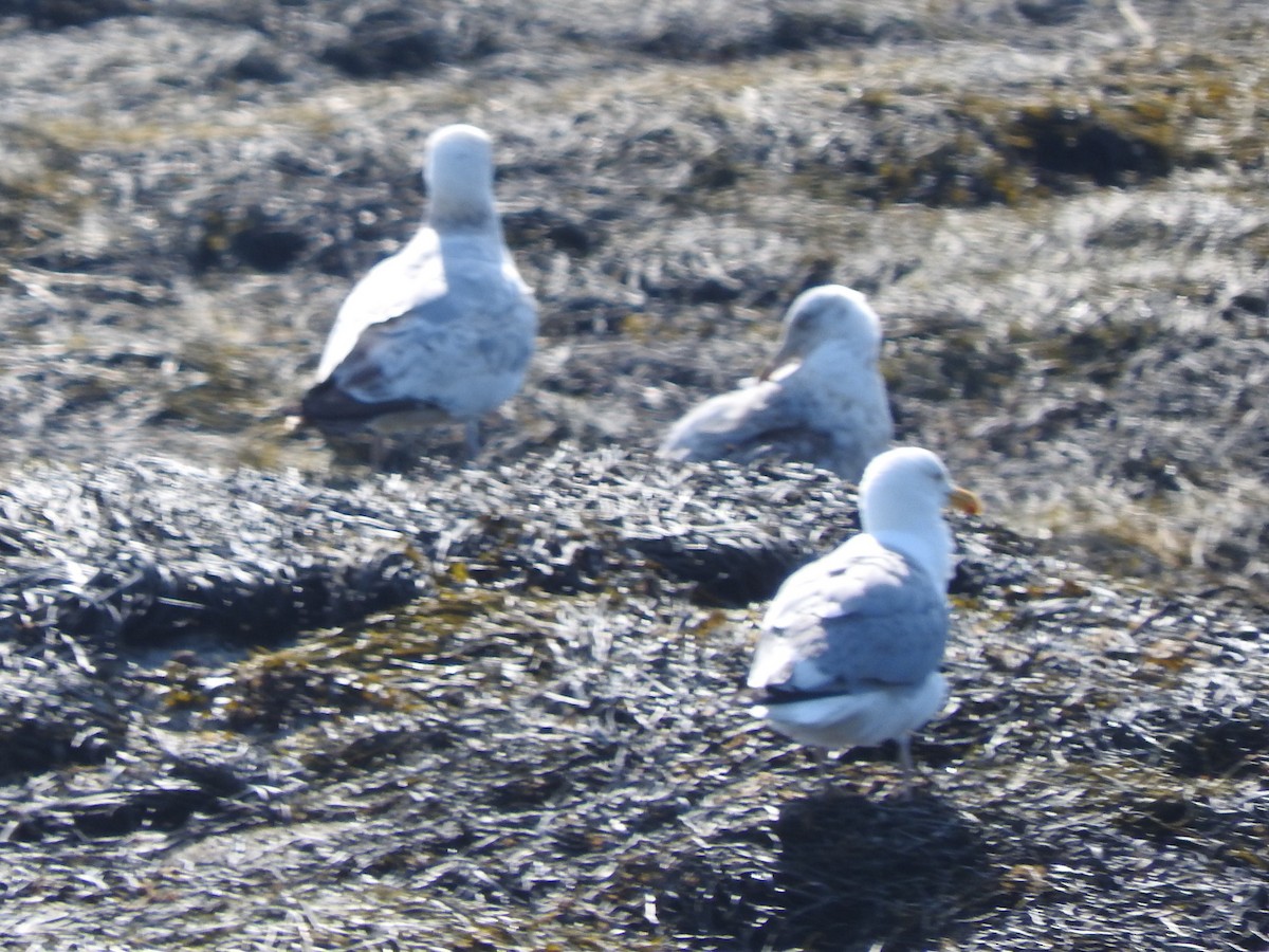 Gaviota Argéntea - ML72985711