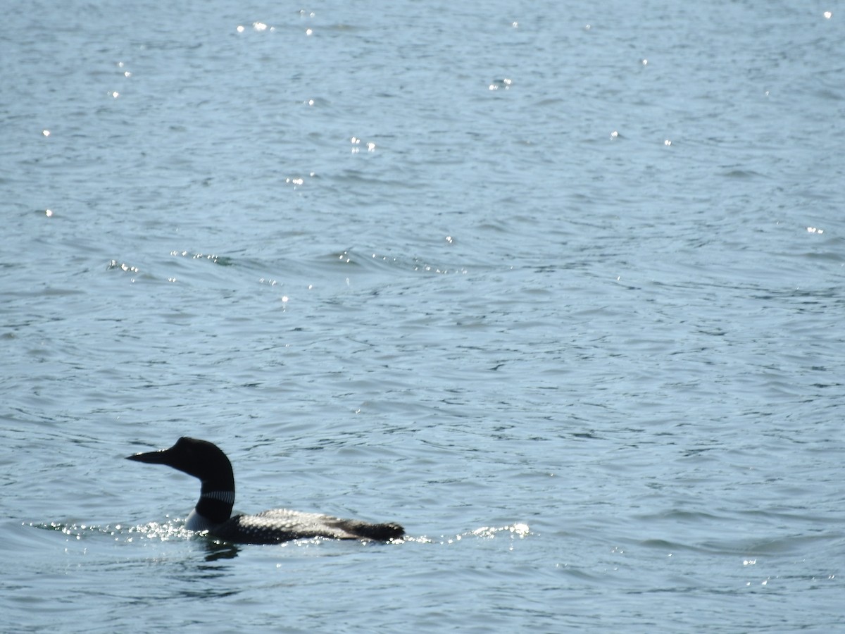 Common Loon - ML72985761