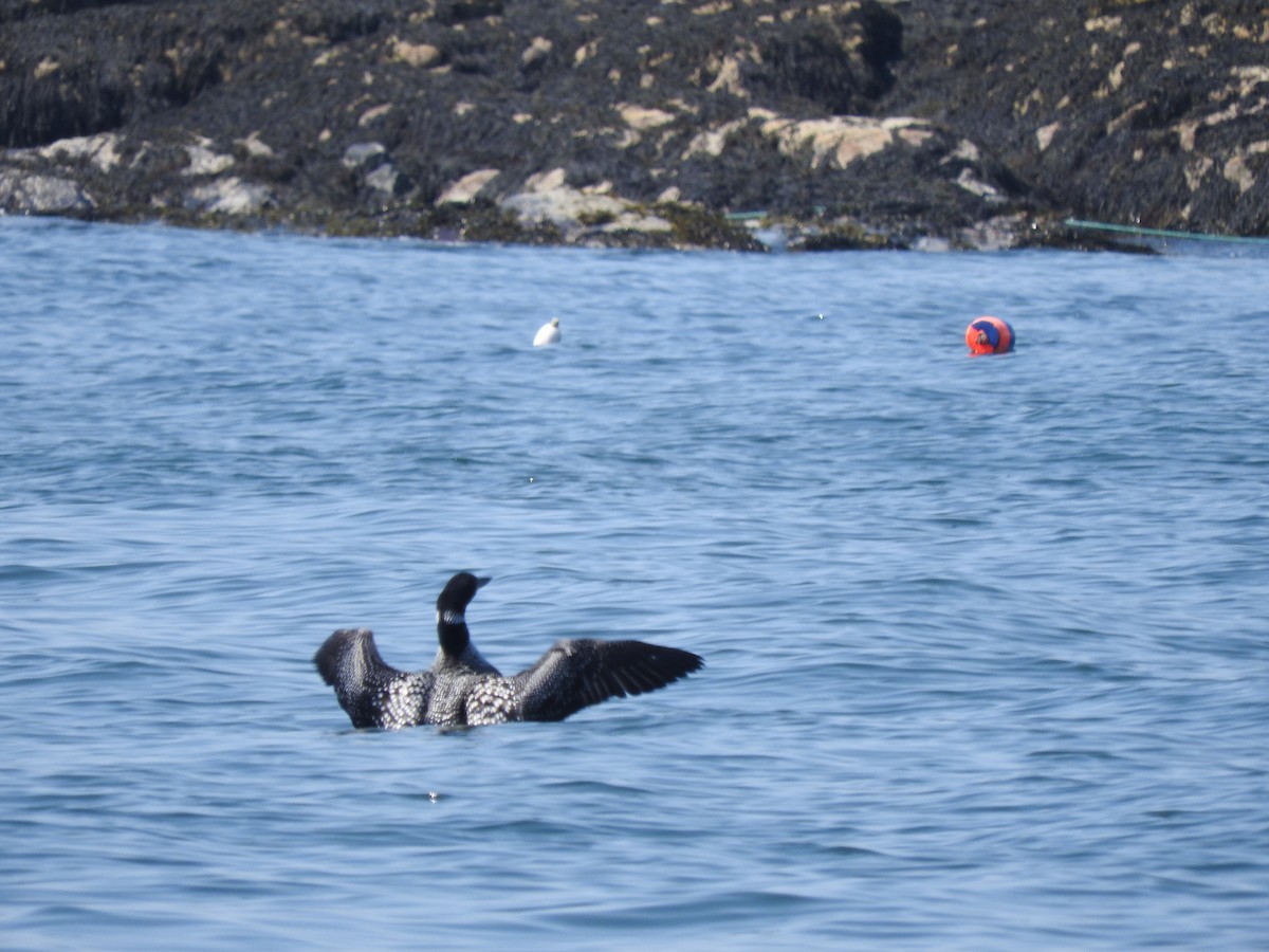 Common Loon - ML72985771