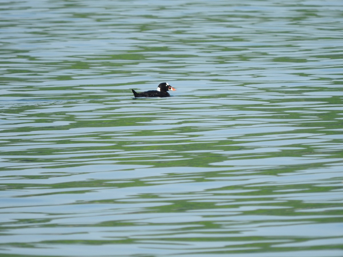 Surf Scoter - ML72985831