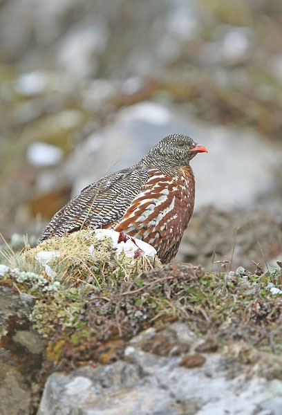 Snow Partridge - ML729861