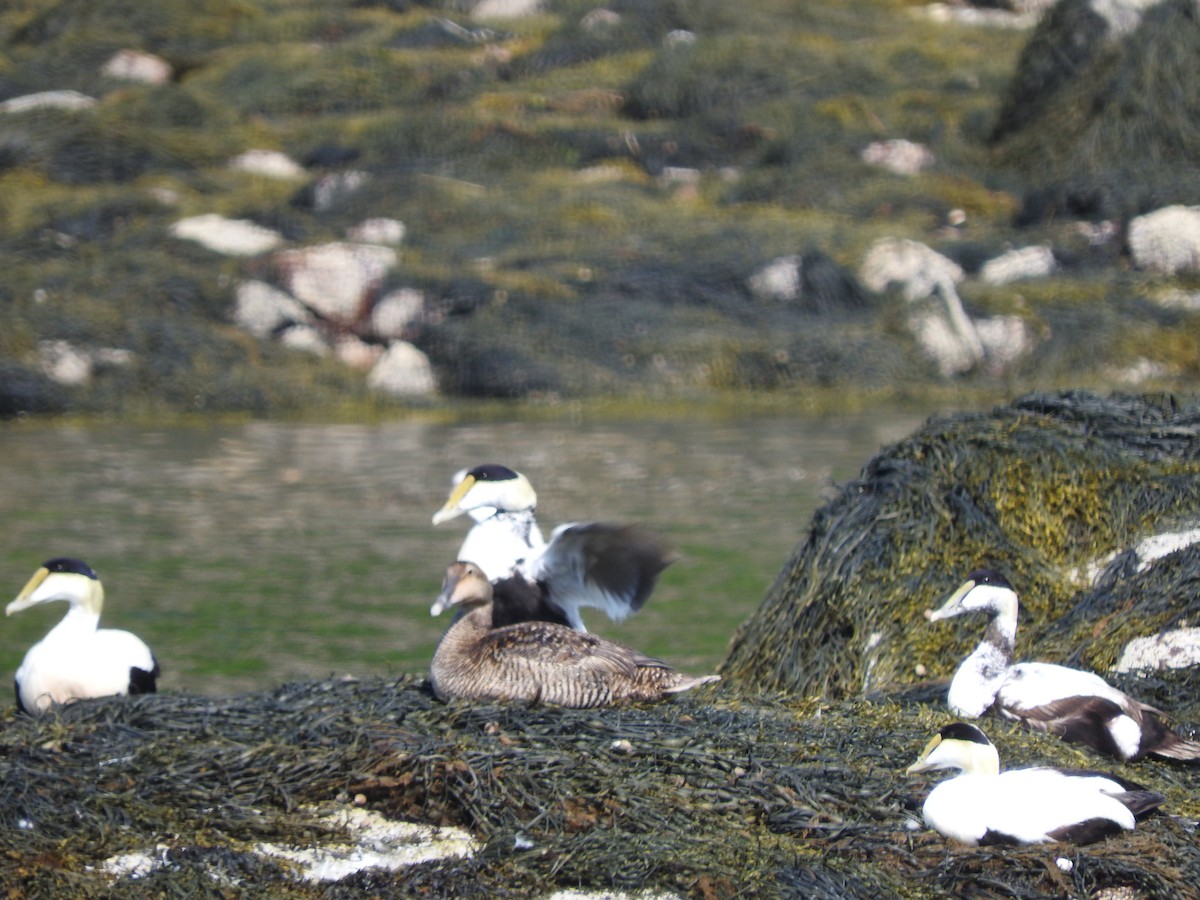 Common Eider (Dresser's) - ML72986111