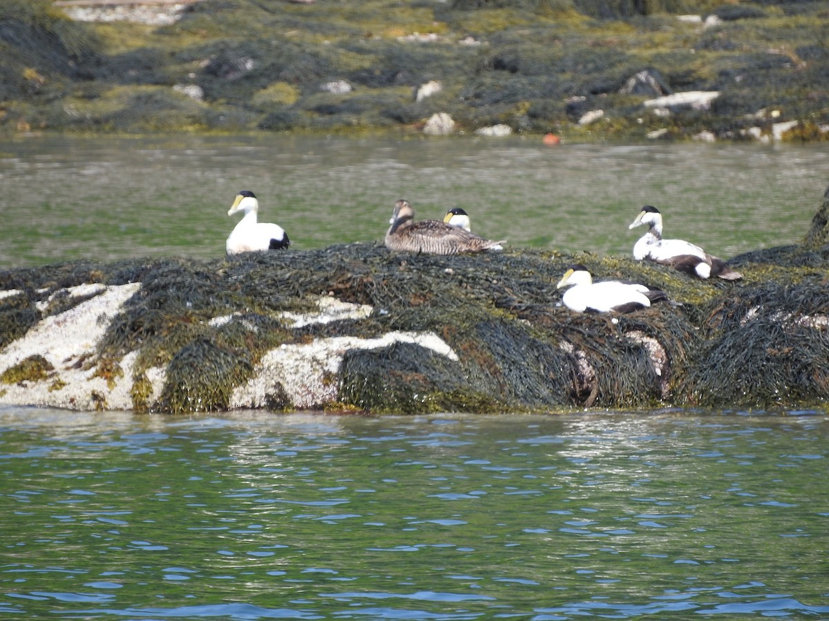 Common Eider (Dresser's) - ML72986121