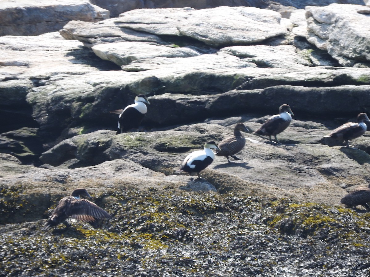 Common Eider (Dresser's) - ML72986141