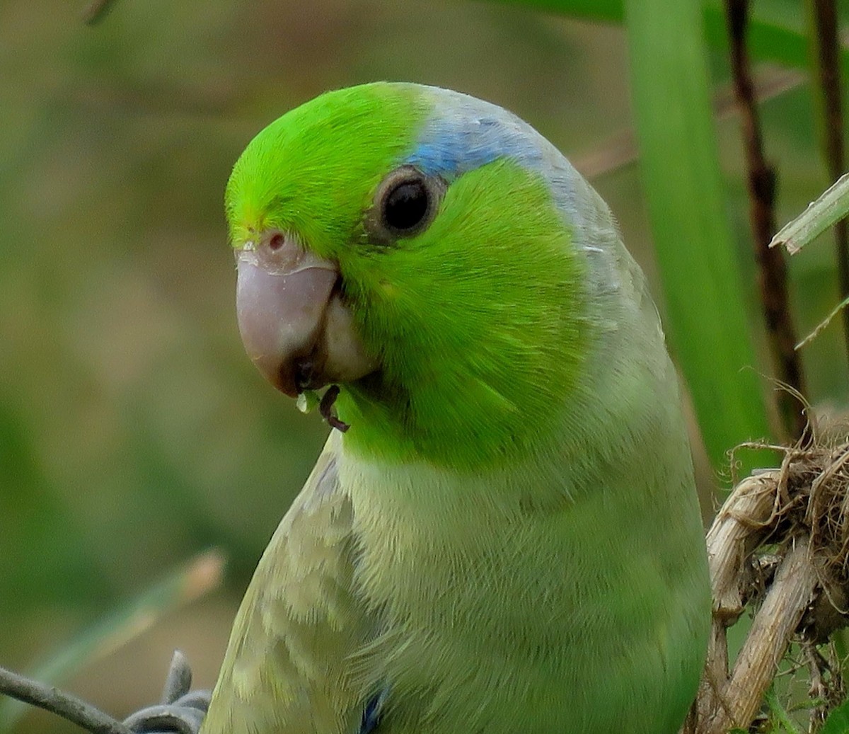 Папуга-горобець еквадорський - ML72987401