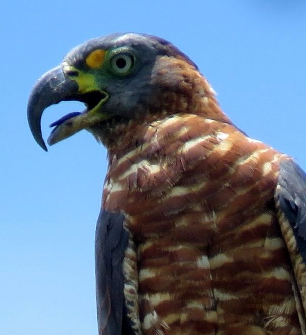 Hook-billed Kite - ML72987501