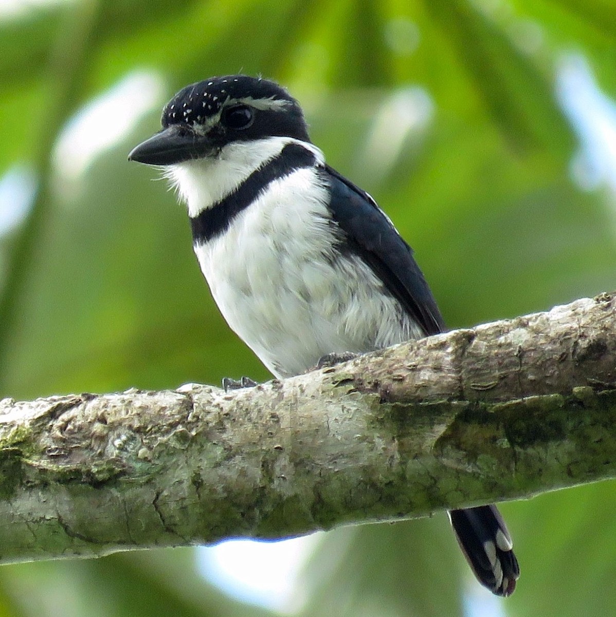 Pied Puffbird - ML72987521