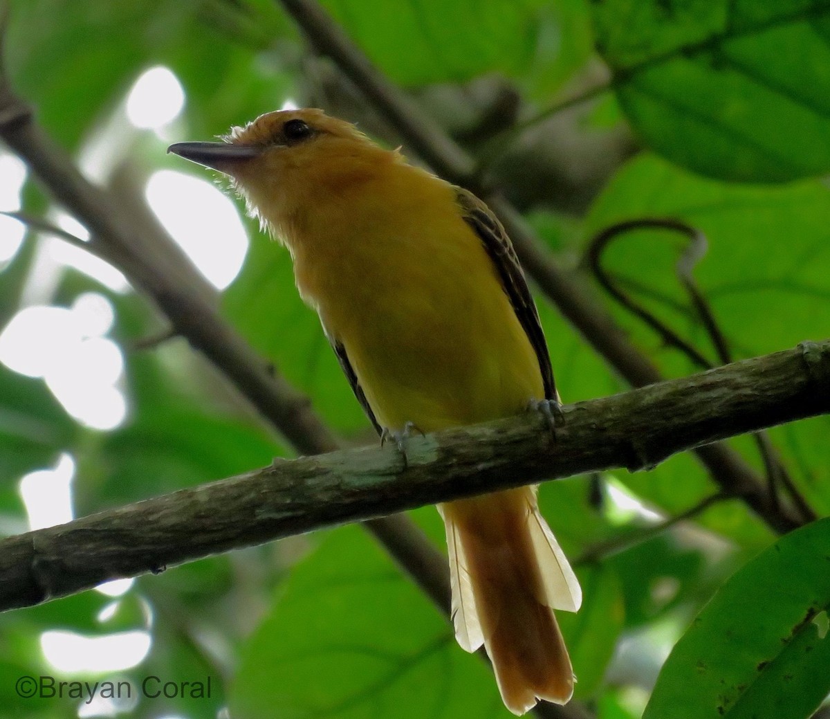 Ochraceous Attila - ML72987671