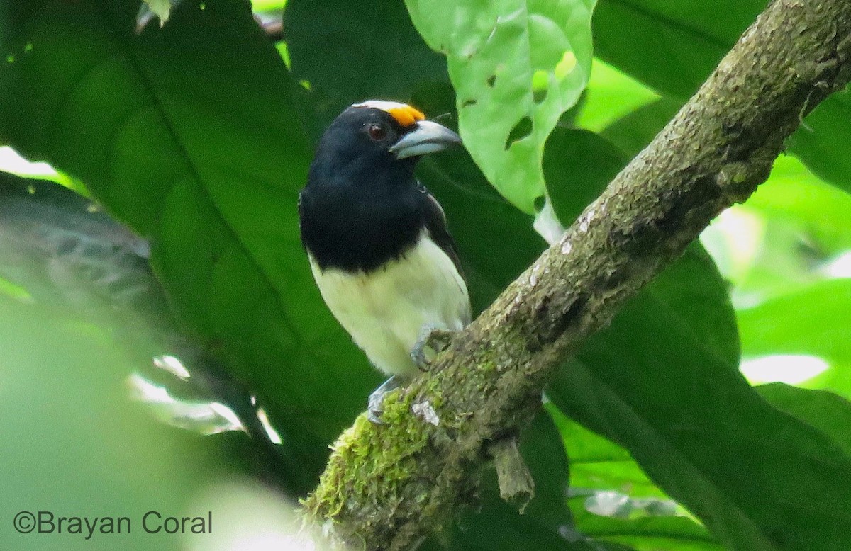 Orange-fronted Barbet - ML72987701
