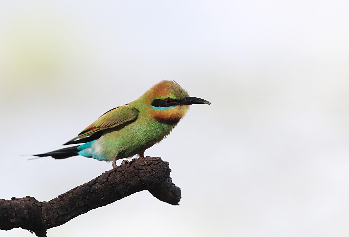 Rainbow Bee-eater - Tony Ashton