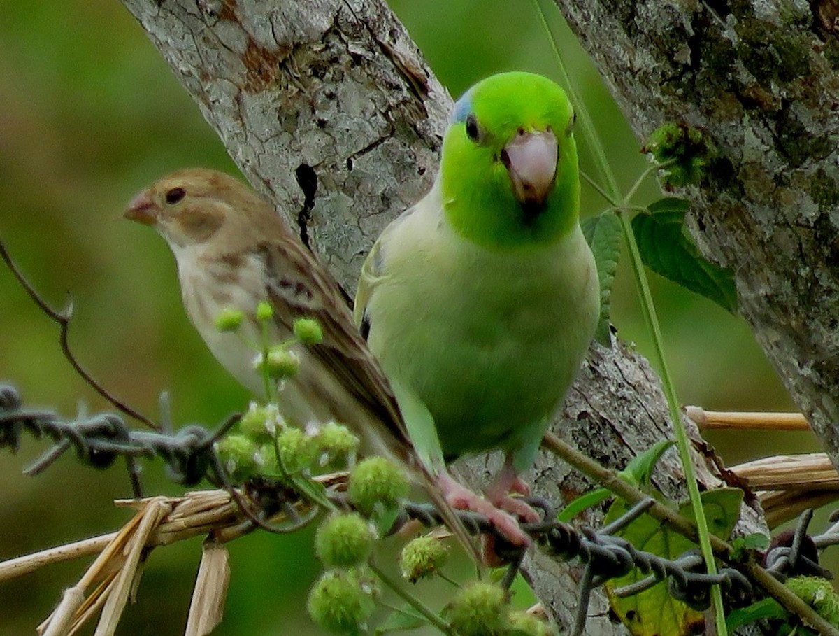 Chestnut-throated Seedeater - ML72988721