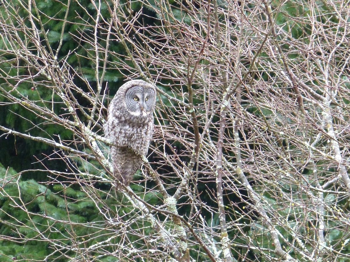 Great Gray Owl - ML72988831