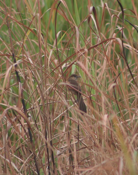 Slender-billed Babbler - ML729898