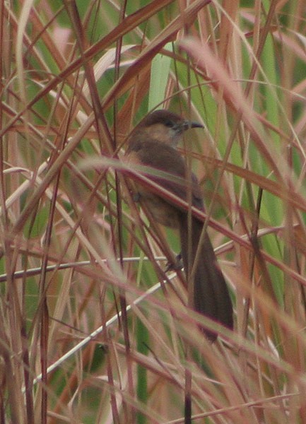 Slender-billed Babbler - ML729899