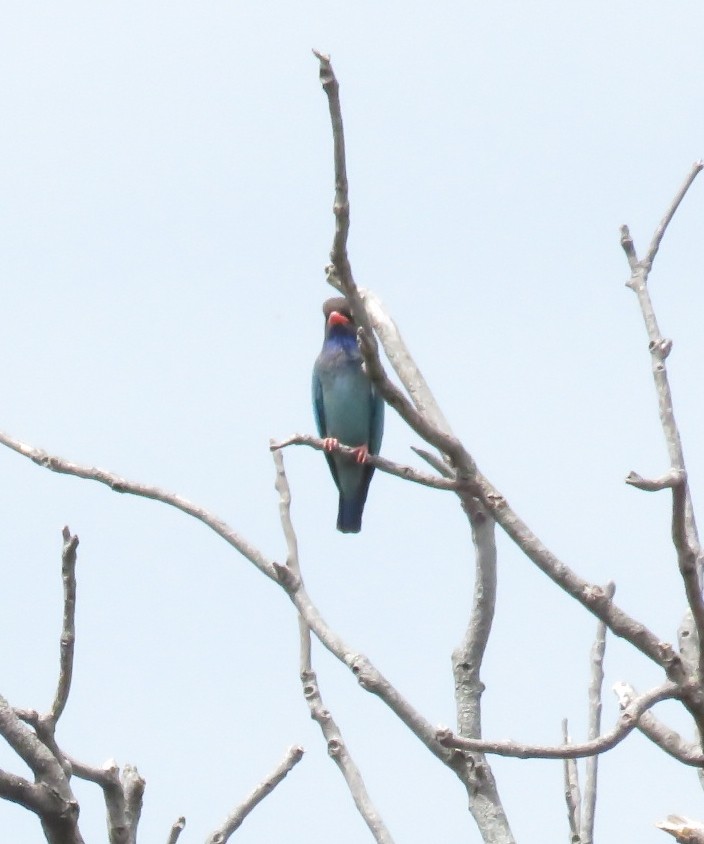 Dollarbird - ML72990631