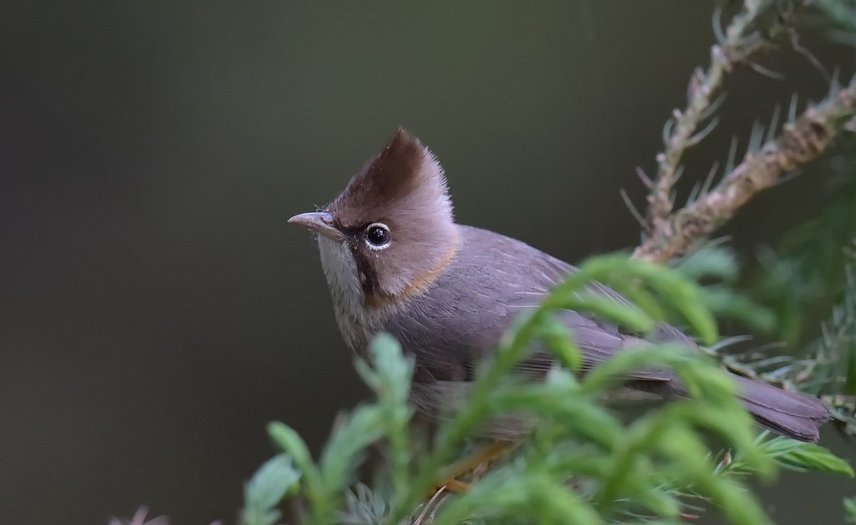 skjeggyuhina - ML72991371