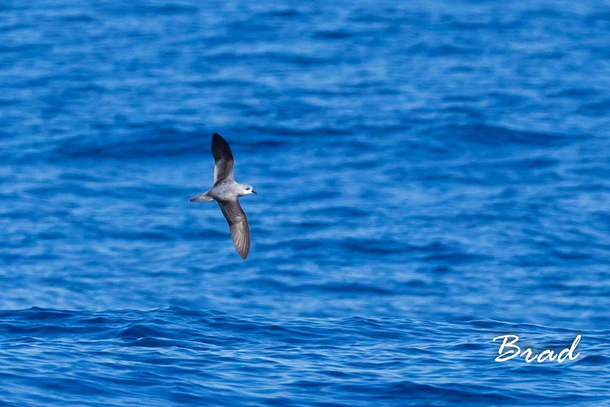 Black-winged Petrel - ML72994441