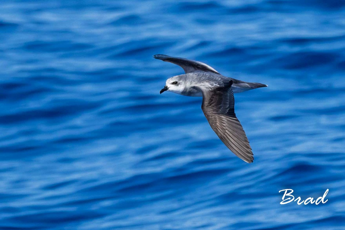 Black-winged Petrel - ML72994471