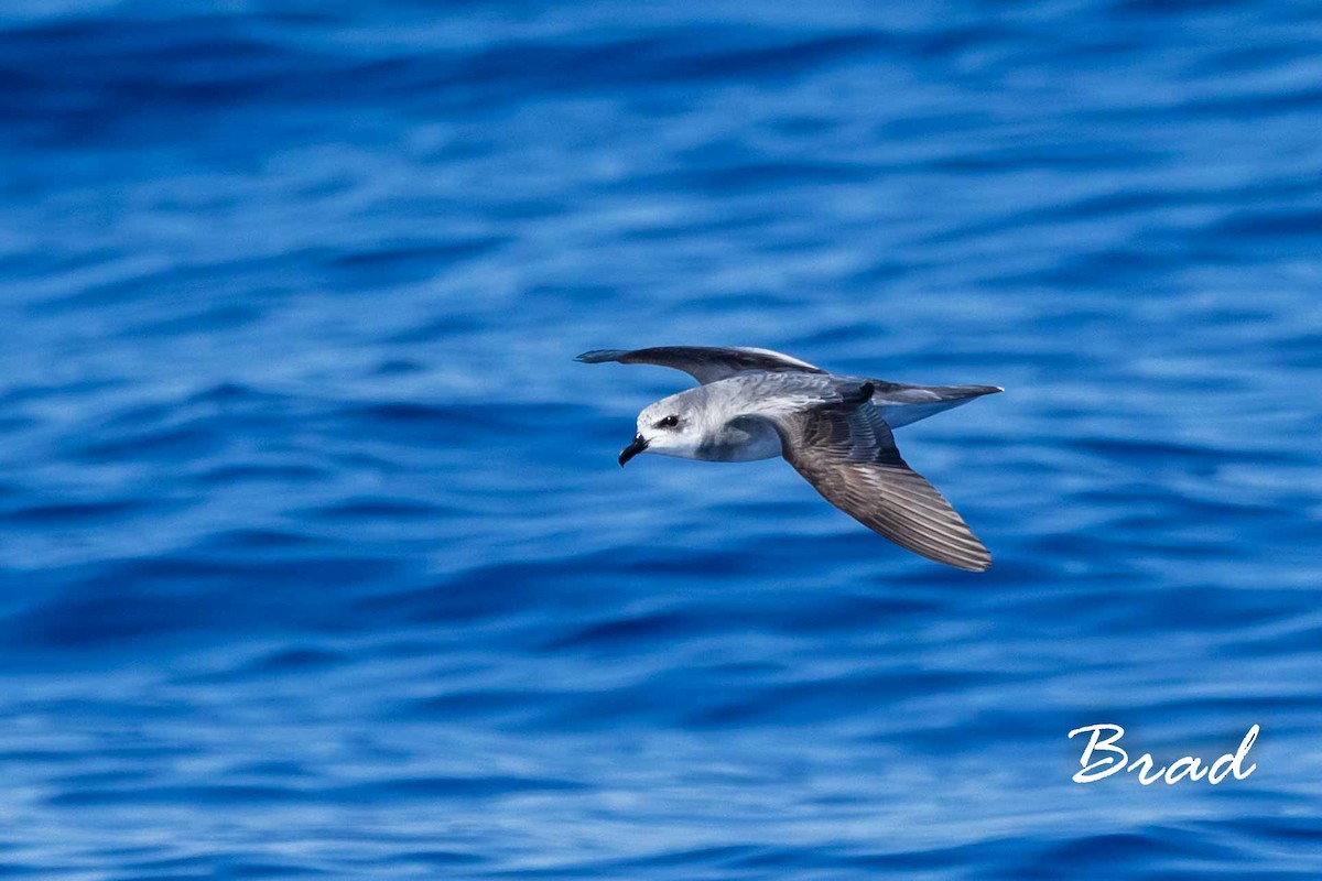 Black-winged Petrel - ML72994501