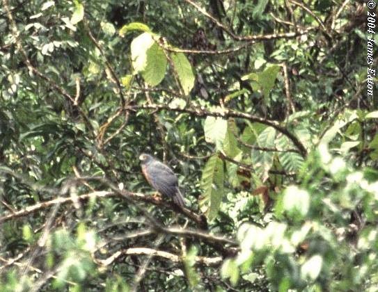 Moluccan Goshawk - James Eaton