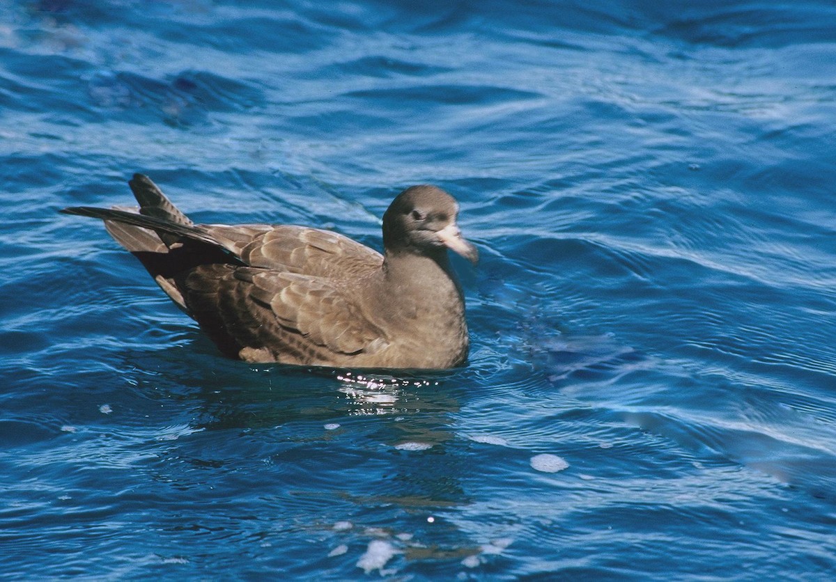 Flesh-footed Shearwater - Tamas Zeke