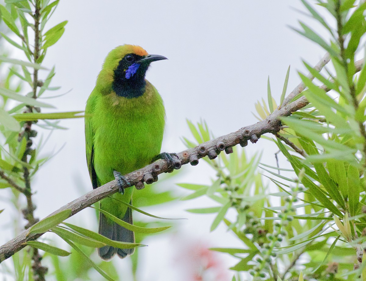 Golden-fronted Leafbird - ML72995861