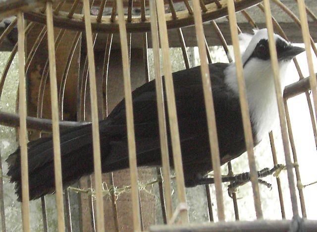 Sumatran Laughingthrush - ML729959