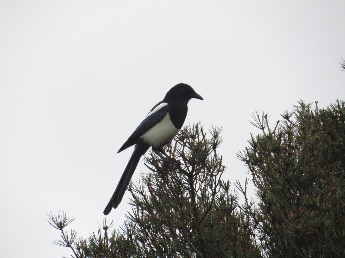 Oriental Magpie - Bob Greenleaf