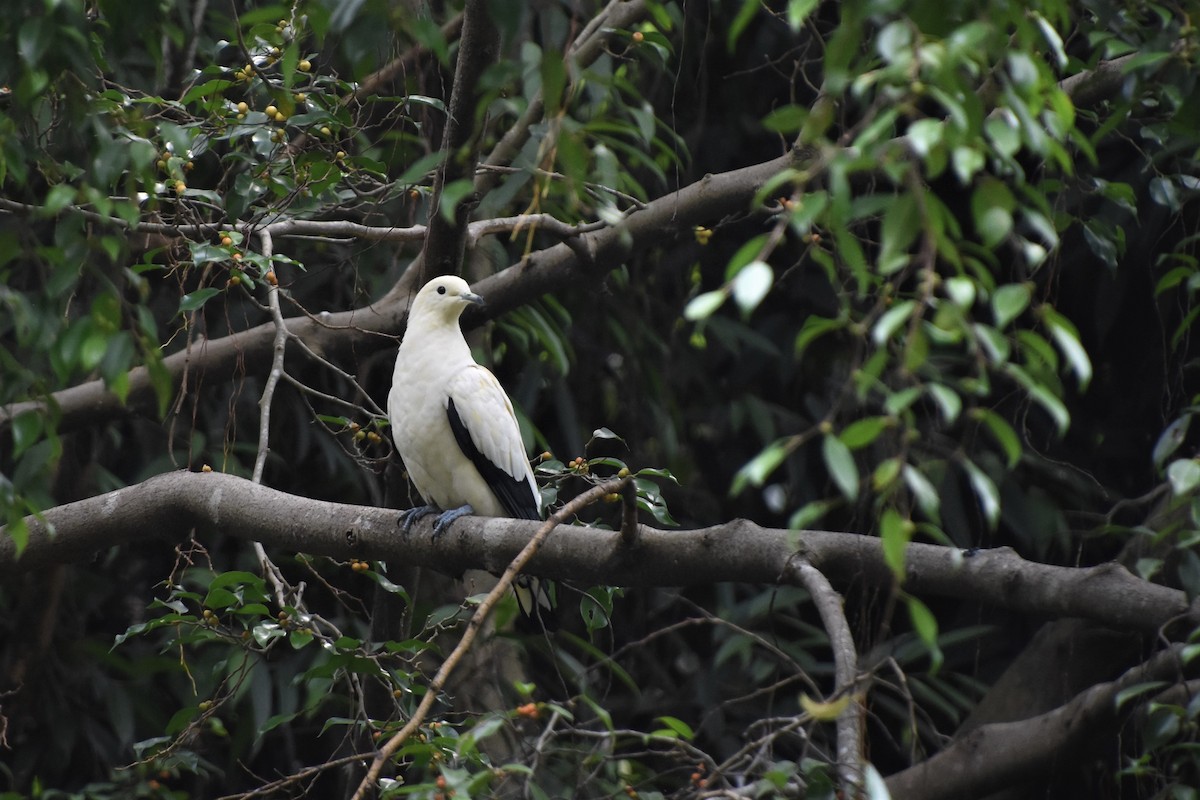 Pied Imperial-Pigeon - AVINASH SHARMA