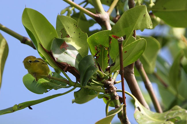 Javan White-eye - James Eaton