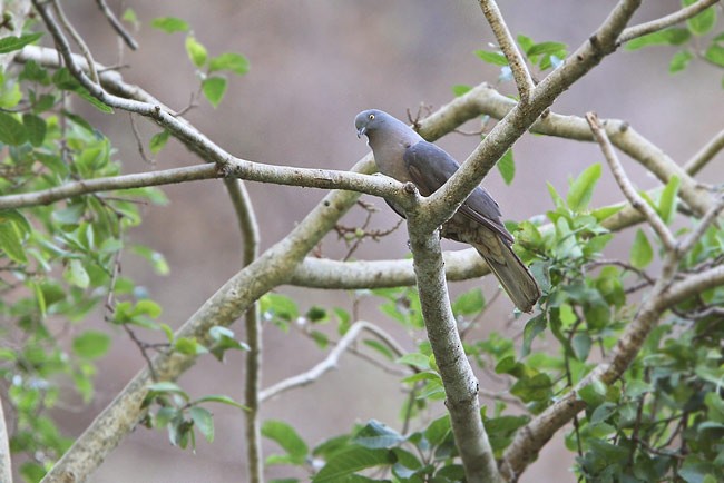 Timor Imperial-Pigeon - James Eaton