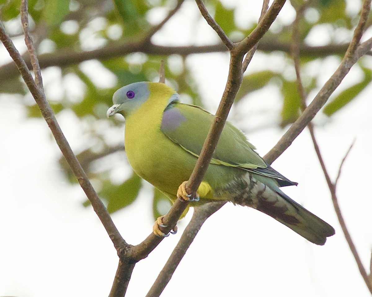 Yellow-footed Green-Pigeon - Vaijayanti Gadgil