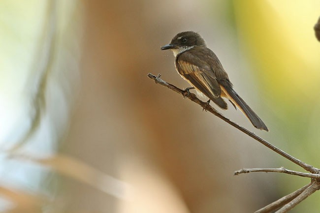 Cinnamon-tailed Fantail - ML729975