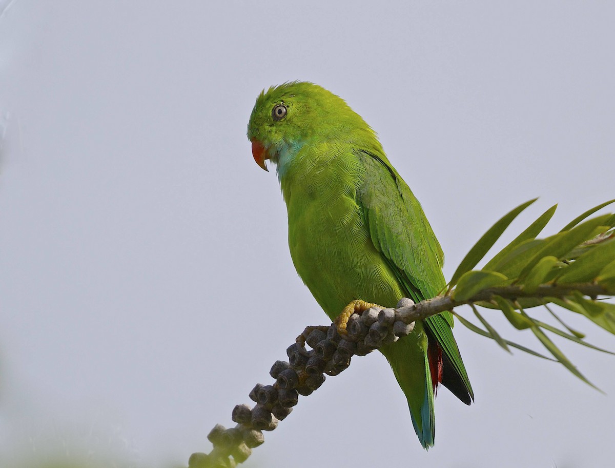 Vernal Hanging-Parrot - ML72997711