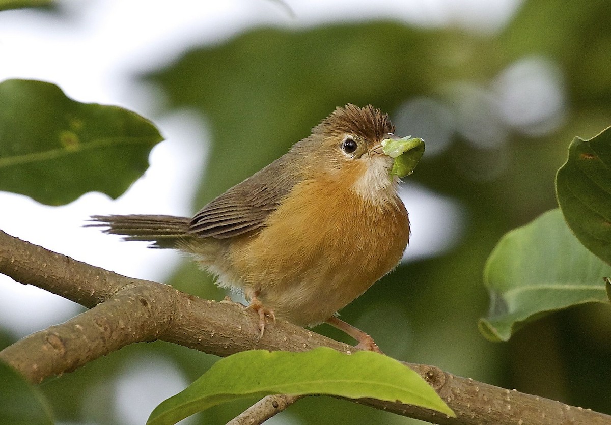 Tawny-bellied Babbler - ML72998681