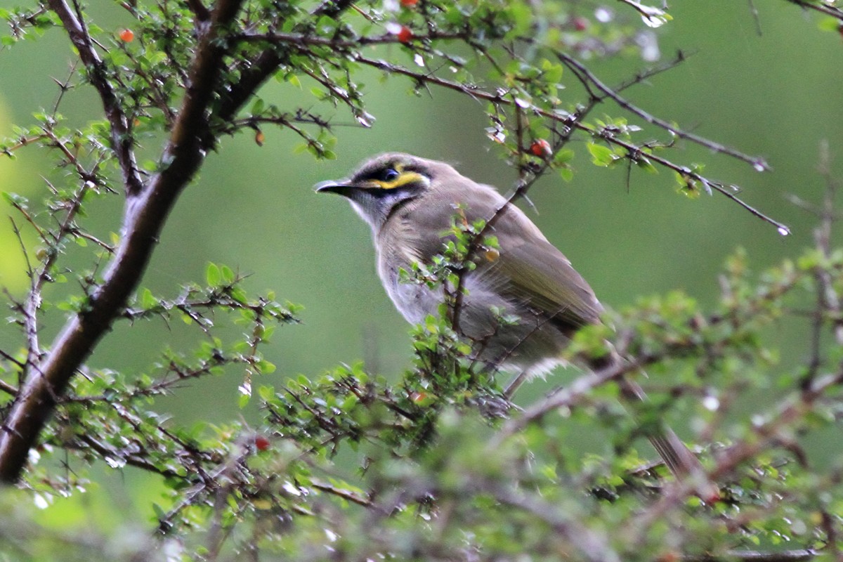 Yellow-faced Honeyeater - Charley Hesse TROPICAL BIRDING