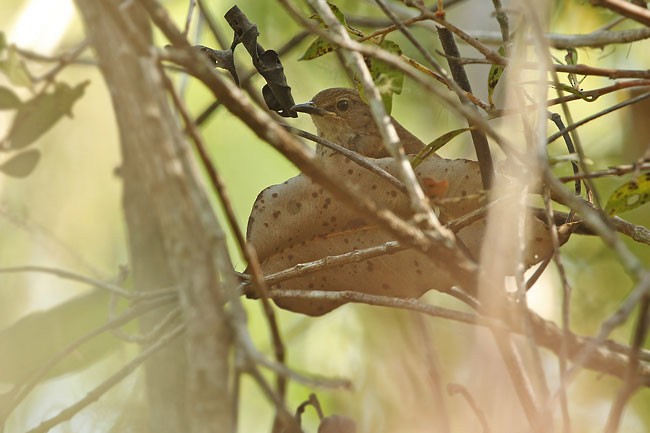 Javan Bush Warbler (Timor) - ML729988