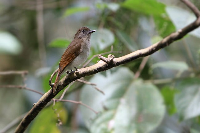 Sumba Jungle Flycatcher - James Eaton