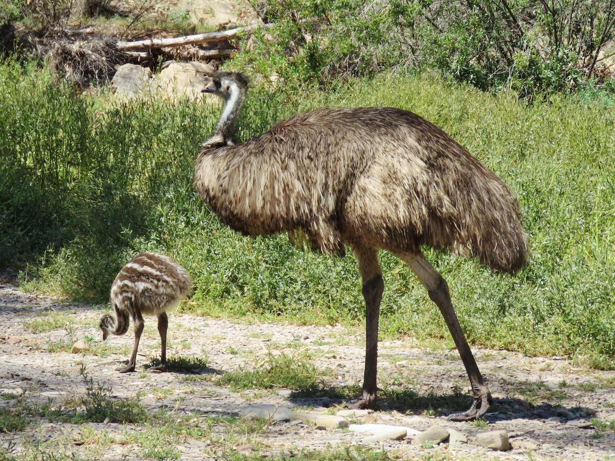 eBird Checklist - 16 Oct 2017 - Ikara-Flinders Ranges National Park ...