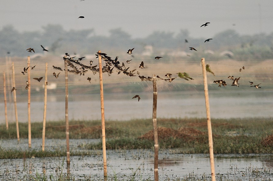 Barn Swallow - ML73000581