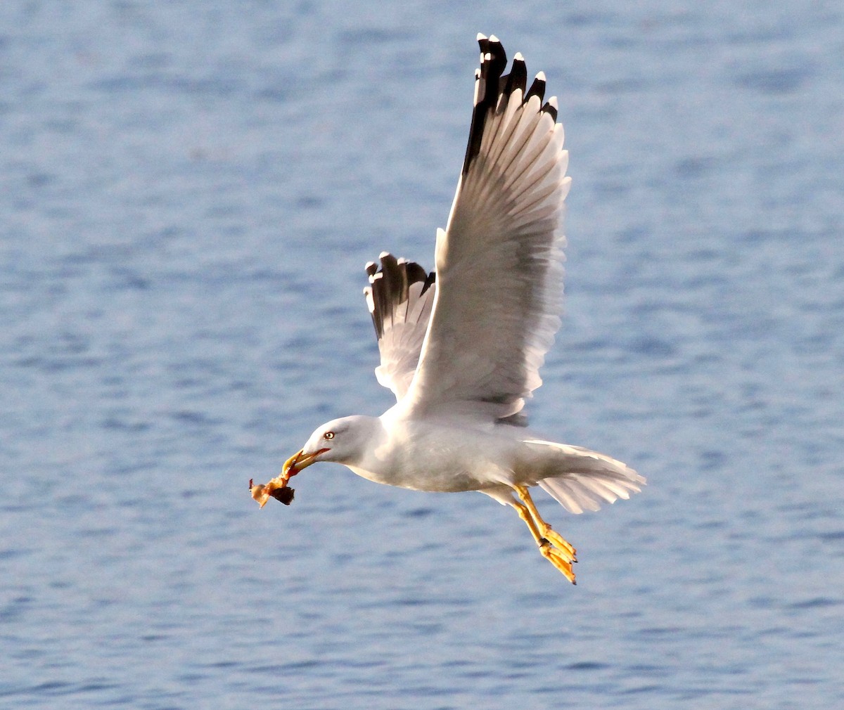 Yellow-legged Gull - ML73000821