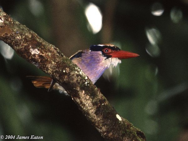 Sangihe Lilac Kingfisher - ML730012