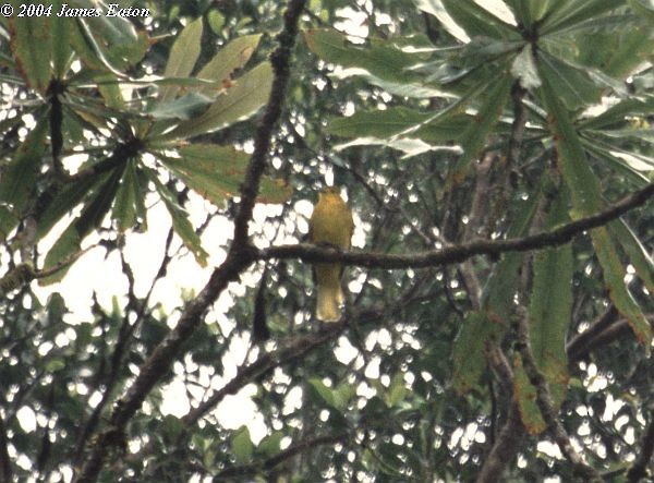 Sangihe Golden-Bulbul - ML730013