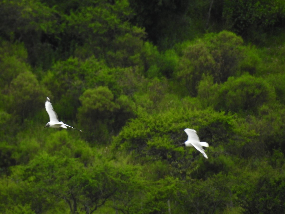 Andean Gull - ML73001301