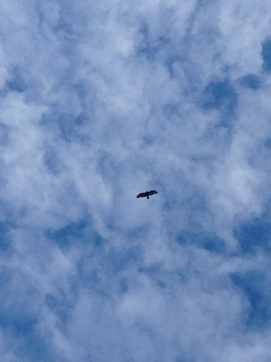 Turkey Vulture - ML73001391